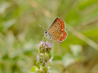 The Adonis blue (Lysandra bellargus, also known as Polyommatus bellargus) is a butterfly in the family Lycaenidae. Lazio region, Italy