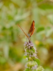 The Adonis blue (Lysandra bellargus, also known as Polyommatus bellargus) is a butterfly in the...
