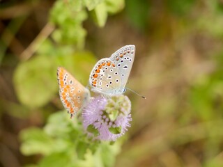 The Adonis blue (Lysandra bellargus, also known as Polyommatus bellargus) is a butterfly in the family Lycaenidae. Lazio region, Italy