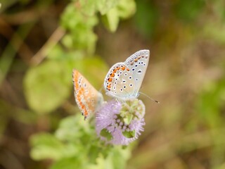 The Adonis blue (Lysandra bellargus, also known as Polyommatus bellargus) is a butterfly in the family Lycaenidae. Lazio region, Italy