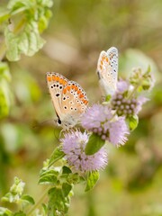 The Adonis blue (Lysandra bellargus, also known as Polyommatus bellargus) is a butterfly in the...