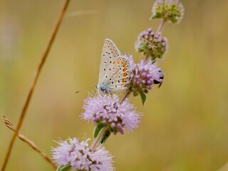 The Adonis blue (Lysandra bellargus, also known as Polyommatus bellargus) is a butterfly in the family Lycaenidae. Lazio region, Italy