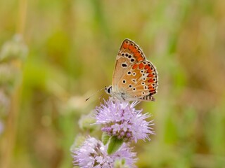 The Adonis blue (Lysandra bellargus, also known as Polyommatus bellargus) is a butterfly in the family Lycaenidae. Lazio region, Italy