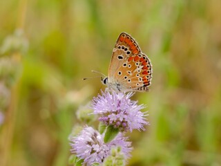 The Adonis blue (Lysandra bellargus, also known as Polyommatus bellargus) is a butterfly in the family Lycaenidae. Lazio region, Italy