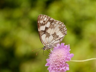 The butterfly, Melanargia galathea, the marbled white, on flower, is a medium-sized butterfly in the family Nymphalidae. Lazio region, Italy