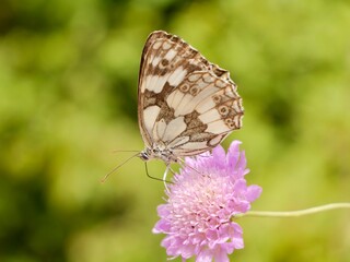 The butterfly, Melanargia galathea, the marbled white, on flower, is a medium-sized butterfly in the family Nymphalidae. Lazio region, Italy