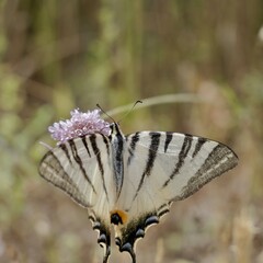 Butterfly, scarce swallowtail (Iphiclides podalirius) on a flower; also the sail swallowtail or pear-tree swallowtail. Italy