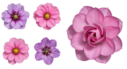 Exquisite floral blossoms in pastel pinks and purples symbolizing springtime beauty with soft on transparent background