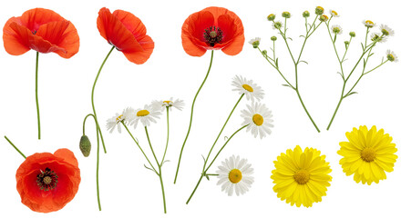A vibrant collection of wildflowers in full bloom evoking a sense of summer s joy showcasing on transparent background