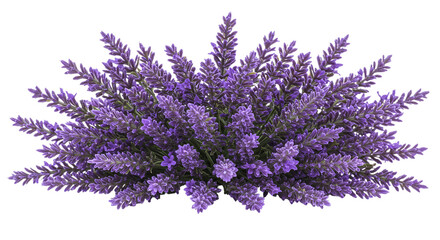 A vibrant bunch of lavender flowers whispering of summer meadows and serene moments displayed on transparent background