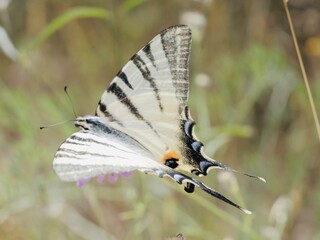 Butterfly, scarce swallowtail (Iphiclides podalirius) on a flower; also the sail swallowtail or pear-tree swallowtail. Italy
