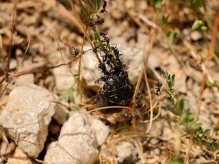 The beetle, Protaetia morio (Black Cetonia, fr. Cétoine noire) eaten by the ants. Italy