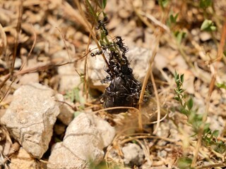The beetle, Protaetia morio (Black Cetonia, fr. Cétoine noire) eaten by the ants. Italy