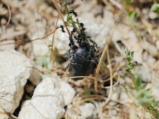 The beetle, Protaetia morio (Black Cetonia, fr. Cétoine noire) eaten by the ants. Italy