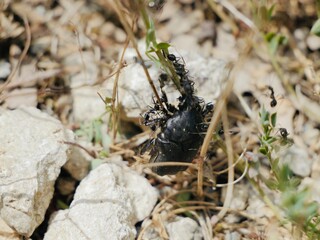 The beetle, Protaetia morio (Black Cetonia, fr. Cétoine noire) eaten by the ants. Italy