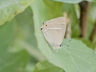 The purple hairstreak (Favonius quercus) is a butterfly in the family Lycaenidae. Lazio region, Italy