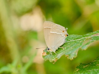 The purple hairstreak (Favonius quercus) is a butterfly in the family Lycaenidae. Lazio region, Italy