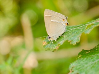 The purple hairstreak (Favonius quercus) is a butterfly in the family Lycaenidae. Lazio region, Italy