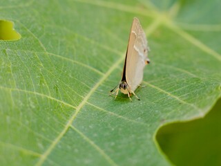 The purple hairstreak (Favonius quercus) is a butterfly in the family Lycaenidae. Lazio region, Italy
