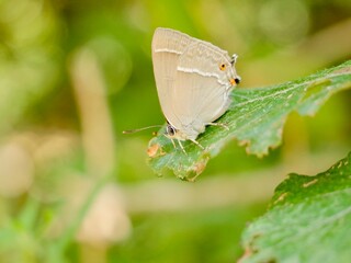 The purple hairstreak (Favonius quercus) is a butterfly in the family Lycaenidae. Lazio region, Italy