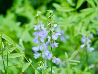 Flowering the galega (Galega officinalis) or goat's-rue in the wild. Lazio region, Italy