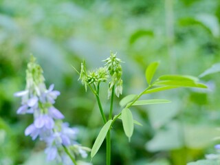 Flowering the galega (Galega officinalis) or goat's-rue in the wild. Lazio region, Italy
