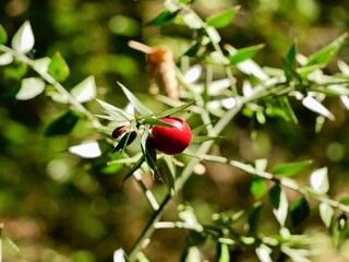 The butcher's-broom (Ruscus aculeatus) shrub with red berries. Italy