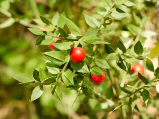 The butcher's-broom (Ruscus aculeatus) shrub with red berries. Italy