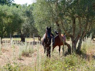Two horses in the pasture with olive trees. Lazio region, Italy