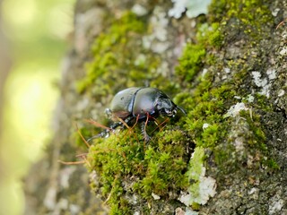 Beetle on tree trunk, Thorectes intermedius, a one of earth-boring dung beetles or dor beetles, Geotrupidae family. Italy