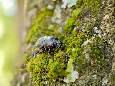 Beetle on tree trunk, Thorectes intermedius, a one of earth-boring dung beetles or dor beetles, Geotrupidae family. Italy
