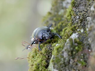Beetle on tree trunk, Thorectes intermedius, a one of earth-boring dung beetles or dor beetles, Geotrupidae family. Italy
