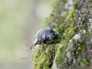 Beetle on tree trunk, Thorectes intermedius, a one of earth-boring dung beetles or dor beetles,...