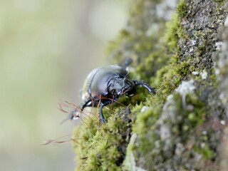Beetle on tree trunk, Thorectes intermedius, a one of earth-boring dung beetles or dor beetles, Geotrupidae family. Italy