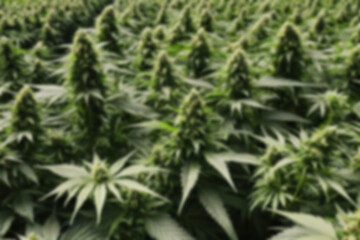 blurry photo of marijuana field, thick and healthy marijuana leaves, sunset.