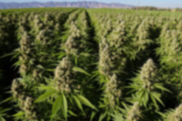 blurry photo of marijuana field, thick and healthy marijuana leaves, sunset.