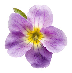 Obraz premium PNG Primrose flower purple petal botanical.