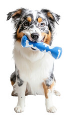 PNG Australian Shepherd dog australian shepherd portrait.