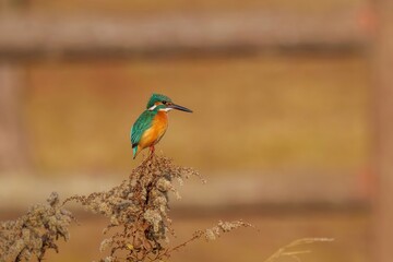 冬枯れのセイタカアワダチソウにとまってくつろぐカワセミ