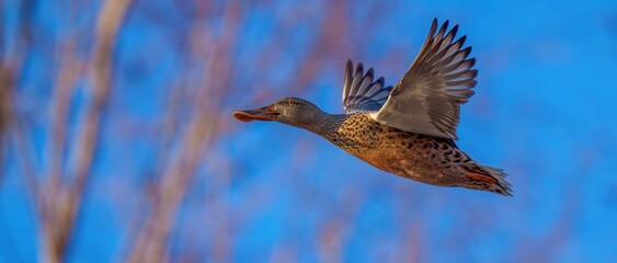 青空バックに優雅に飛ぶハシビロガモ メス