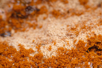 Mixture of curry powder and mushroom seasoning for making paste