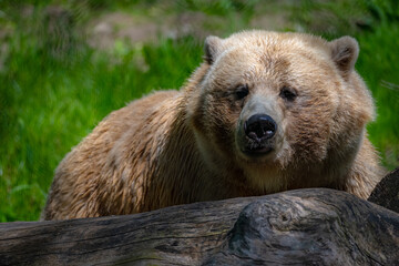 Obraz premium brown bear portrait