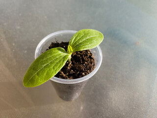 Plant seedlings growing in starter cups