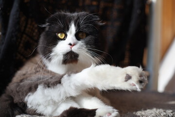Surprised black and white cat looks you in the eye, kung fu cat