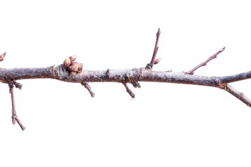 Close-up of a bare tree branch with buds