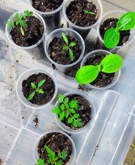 Plant seedlings growing in starter cups