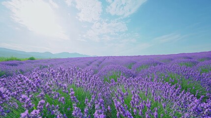 Naklejka premium Vast lavender field under a vibrant blue sky