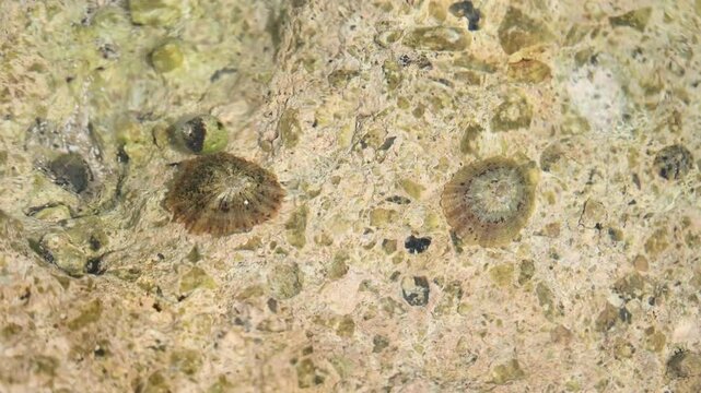 Mediterranean limpet in the sea. Patella caerulea. Snail underwater. 