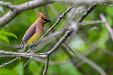 Cedar waxwing perched in a tree.