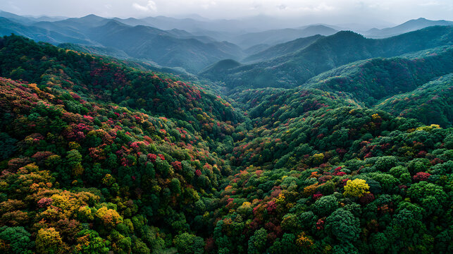 Colorful Mountain Forest Canopy In Jirisan, Great For Tourism And Documentary Visuals